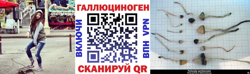 Галлюциногенные грибы Psilocybe  OMG tor  Болотное  где найти  